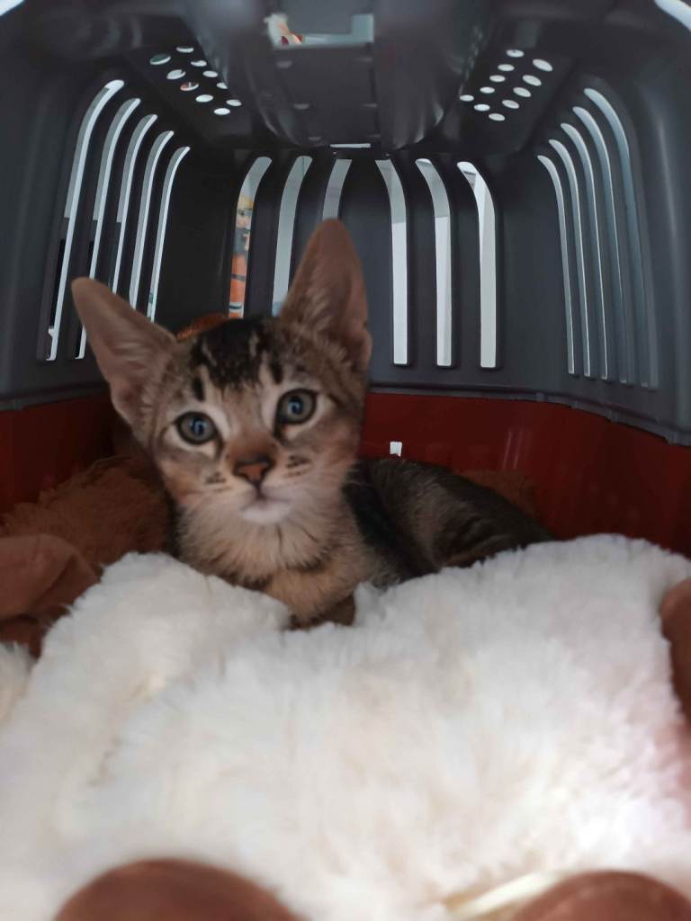 Bengal x Abyssinian Kitten