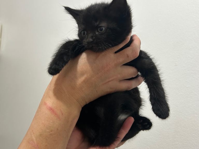 Beautiful black kitten with streaks READY TO LEAVE