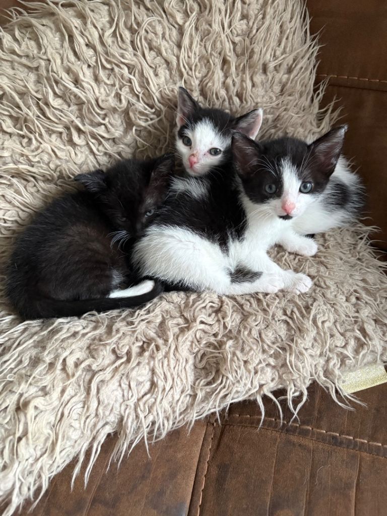 3 Beautiful Kittens Ready for Loving Homes