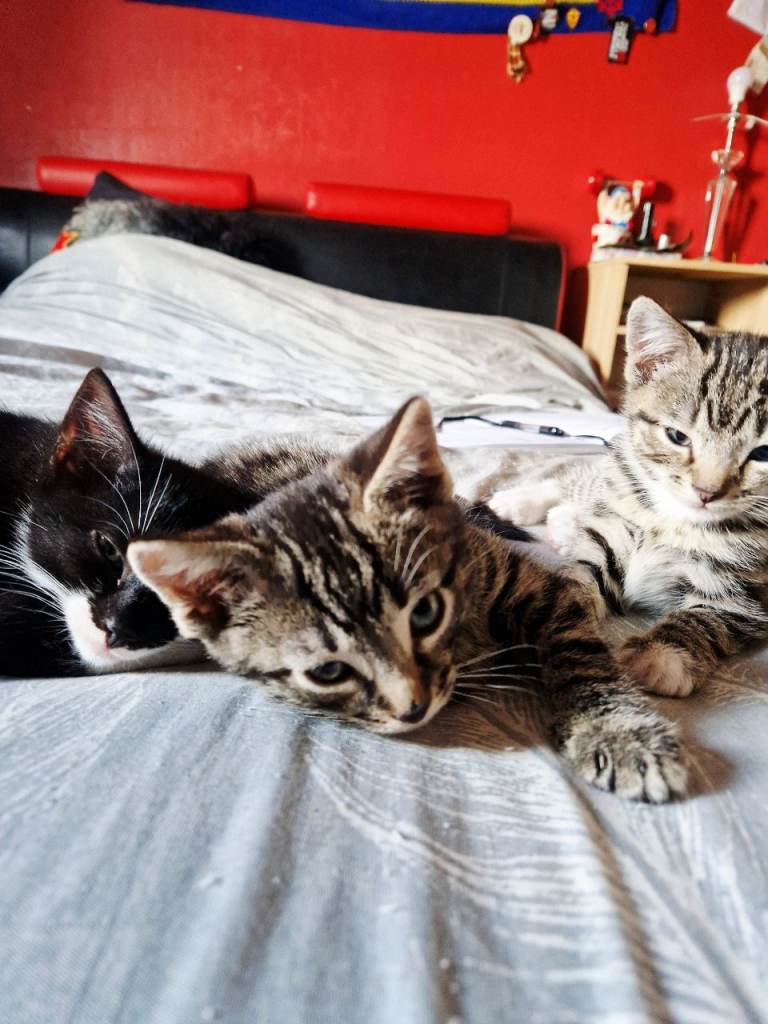 Kittens for sale.