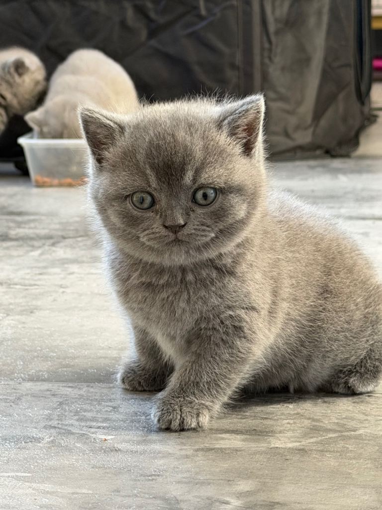 British short kitten boy  for sale 