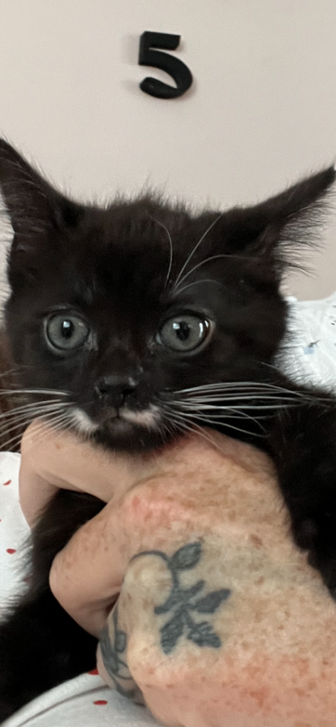  black and white kitten 