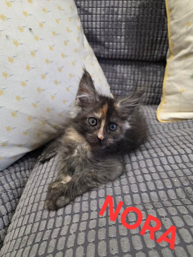2 Maine Coon kittens females 