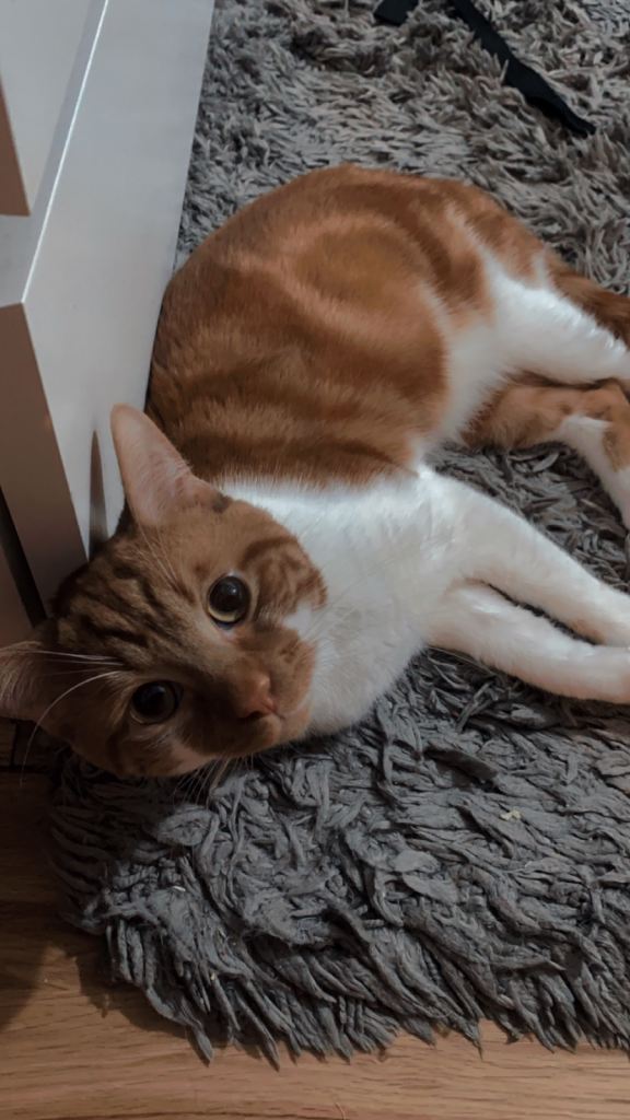Handsome Tabby Cat "Milo" Looking for a Loving Forever Home