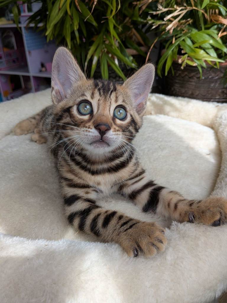 Stunning Bengal kittens in Essex pedigree