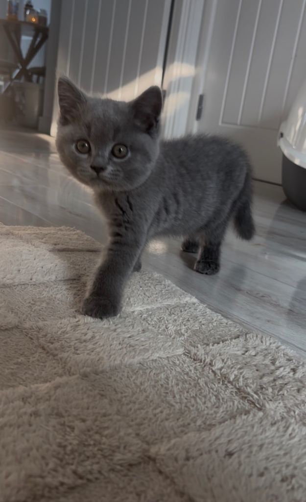 Male British Short Hair Kitten GCCF Registered 