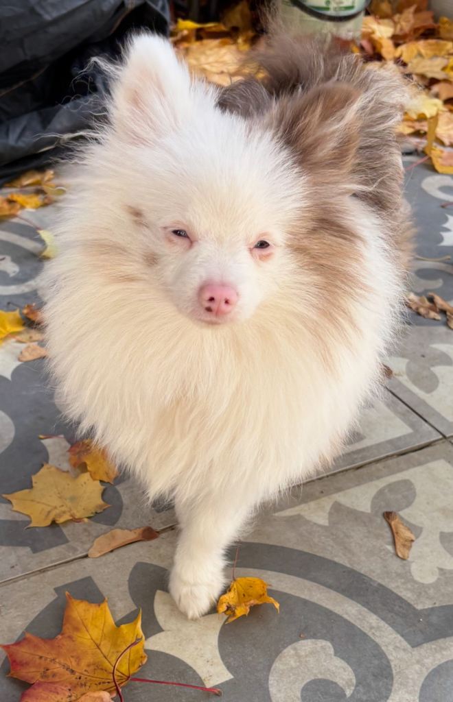 Male Pomeranian puppy half deaf in need of loving home