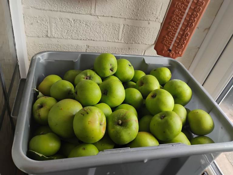 Freshly Picked Cooking Apples 