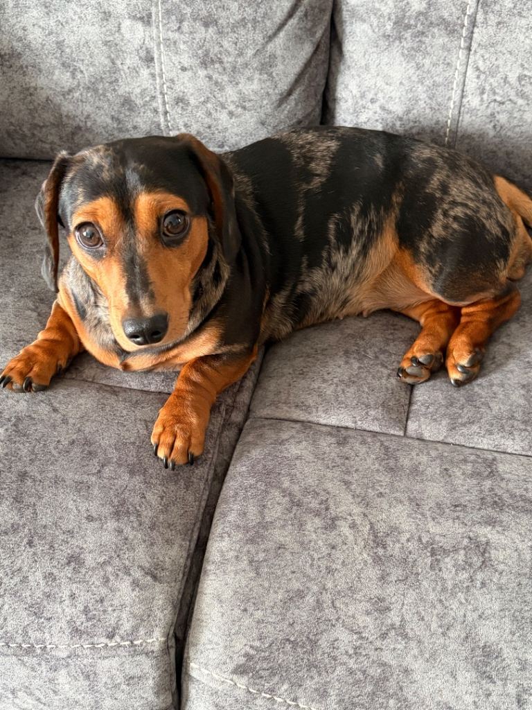 Dachshund beautiful girl 