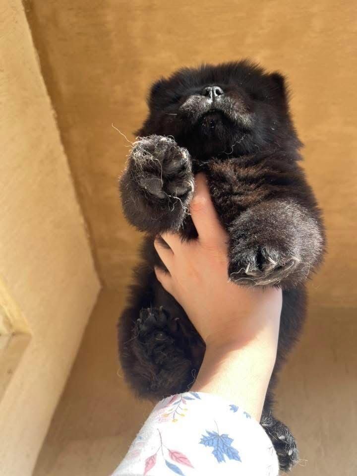 Very strong boy with chocolate 🍫 blood line 