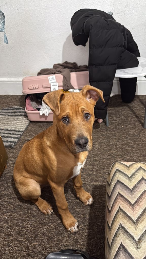 5-Month-Old Male Staffy Puppy – Rio – Friendly & Healthy (IG3)