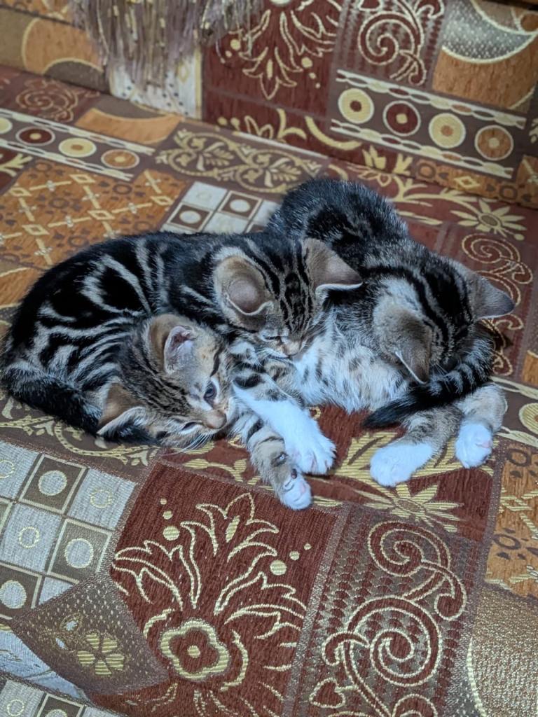 Beautiful Bengal Kittens - Ready 6th Jan