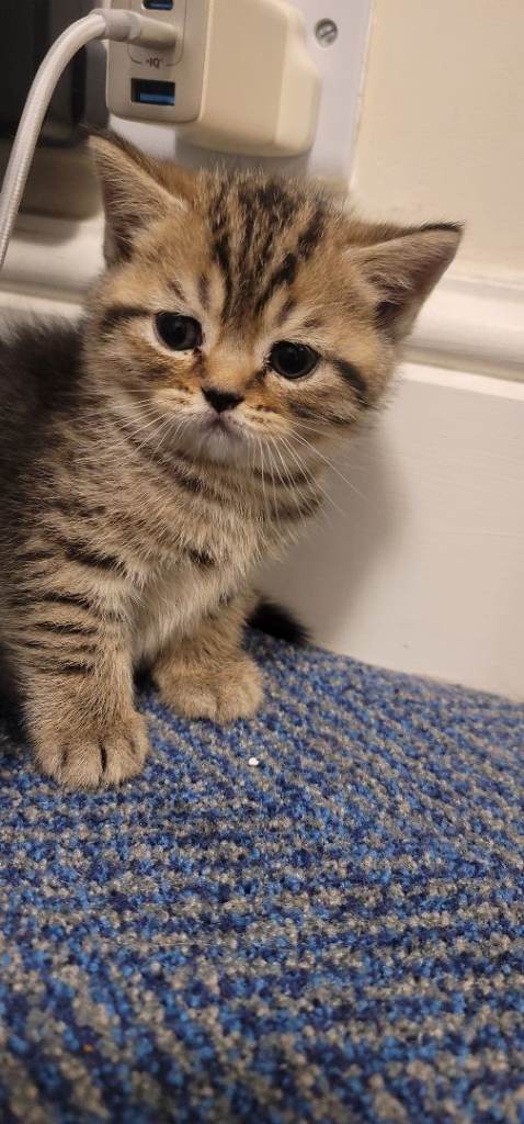 British shorthair 