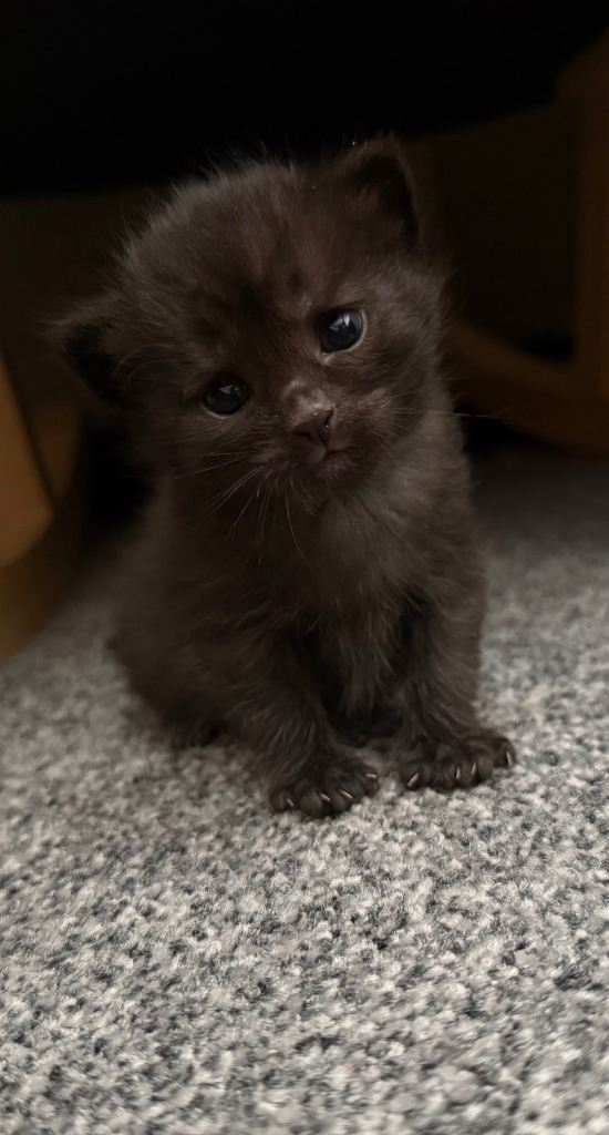 Kittens for sale 