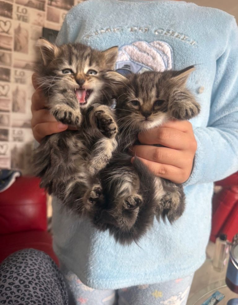 Kittens British Short Hair And Tabby mix bundle