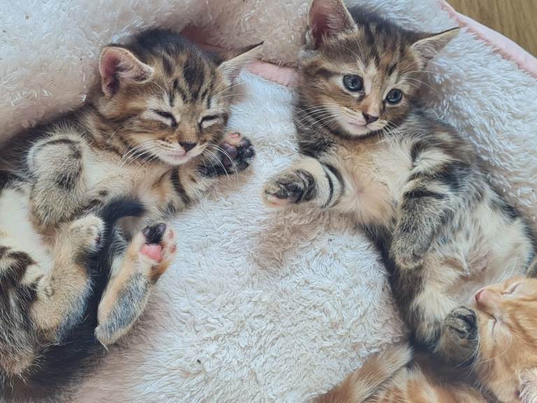 🐾 Adorable Ragdoll Cross Kittens – Ready Soon! 🐾