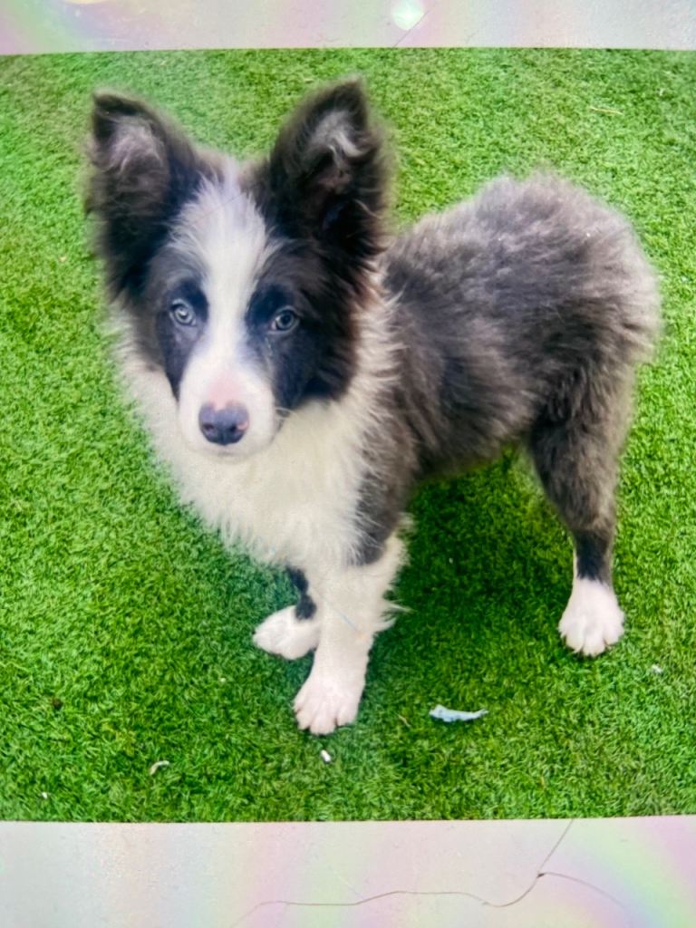 Blue Lavender male border collie puppy Teddy 