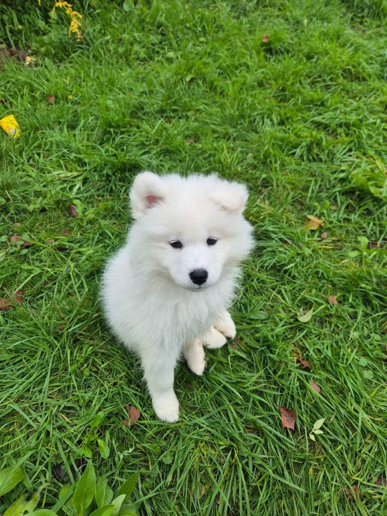 Samoyed puppy - Female