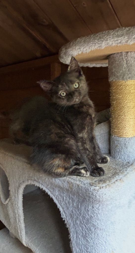 2 tortoiseshell Girls
