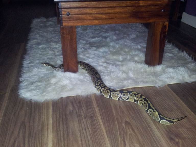 4 x royal/ ball pythons and vivariums