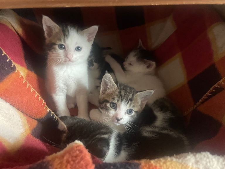 5 Beautiful Kittens for sale ***ALL KITTENS NOW RESERVED***