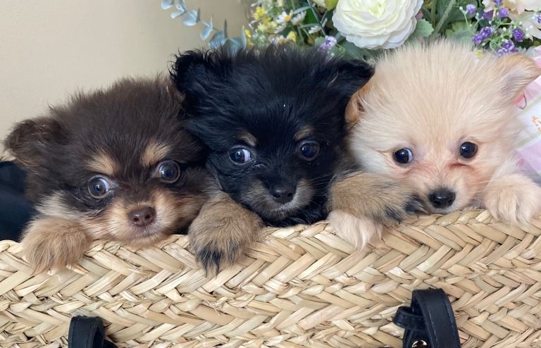 Pomeranian 