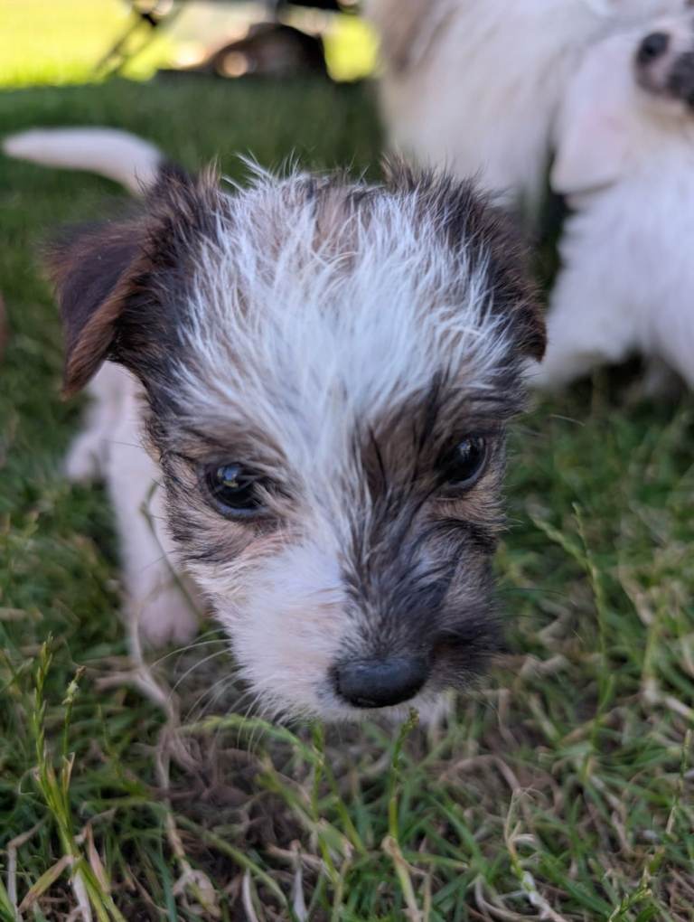 jack Russel puppies
