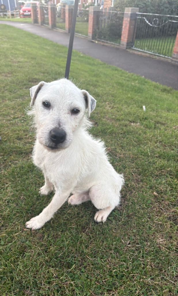 Jack Russel terrier 