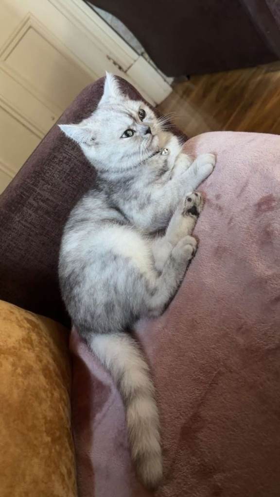 Kitten for sale 