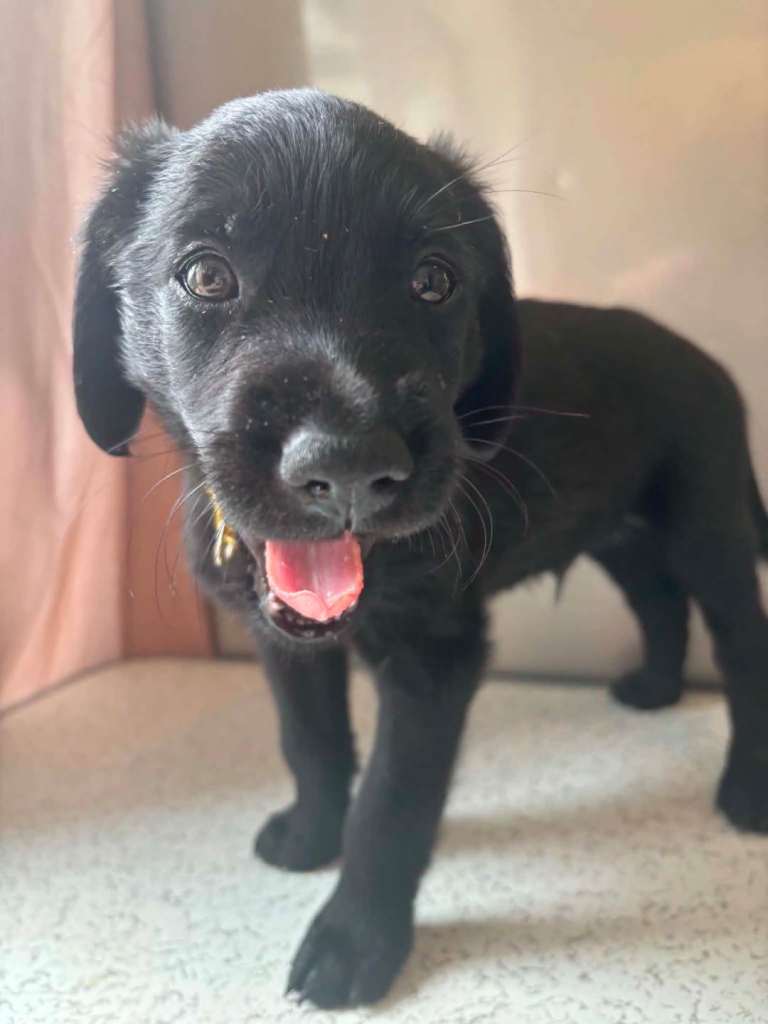 Goldador puppies 🐶 