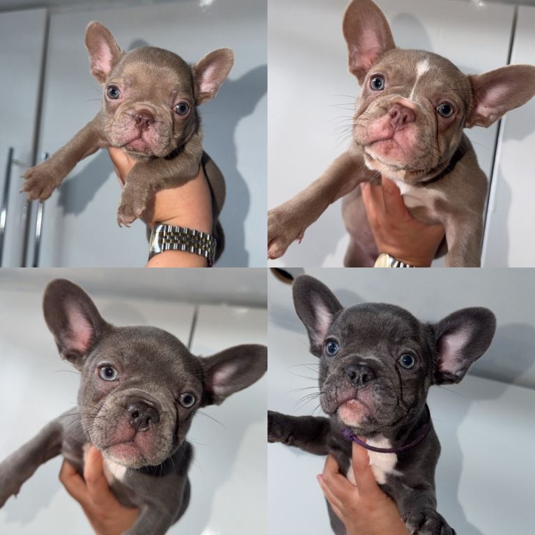 FRENCH BULLDOGS - KC Registered, Lilac, Blue and Isabella