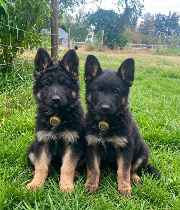 German  Shepherd chunky straight top lines Long coat & Medium Coat 