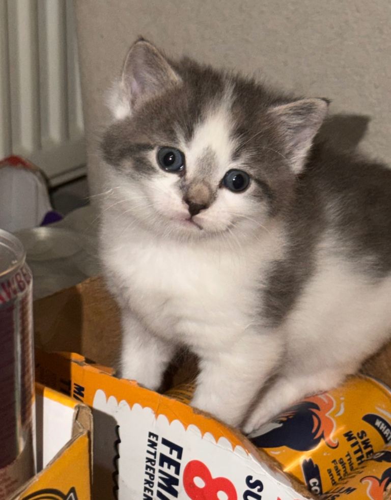 2 beautiful male kittens 