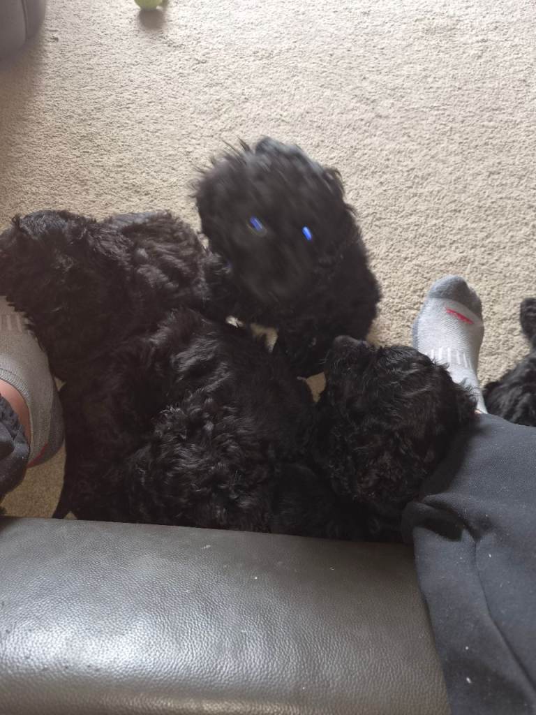 4 Cockapoo puppies 
