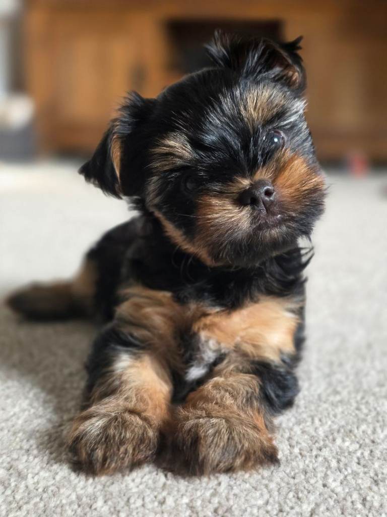 Beautiful mini yorkie girl