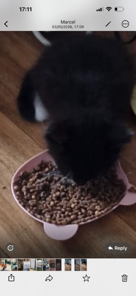 Three little kittens looking for a loving family 