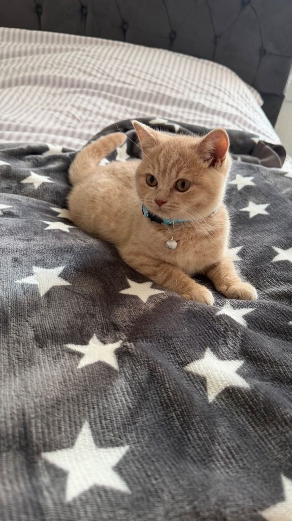 Britishshorthairs kittens 