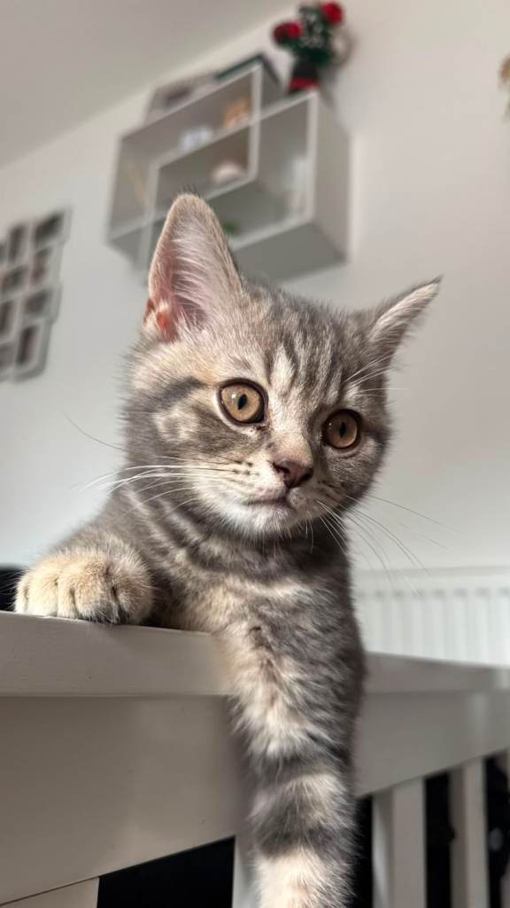 Beautiful British Shorthair kittens 