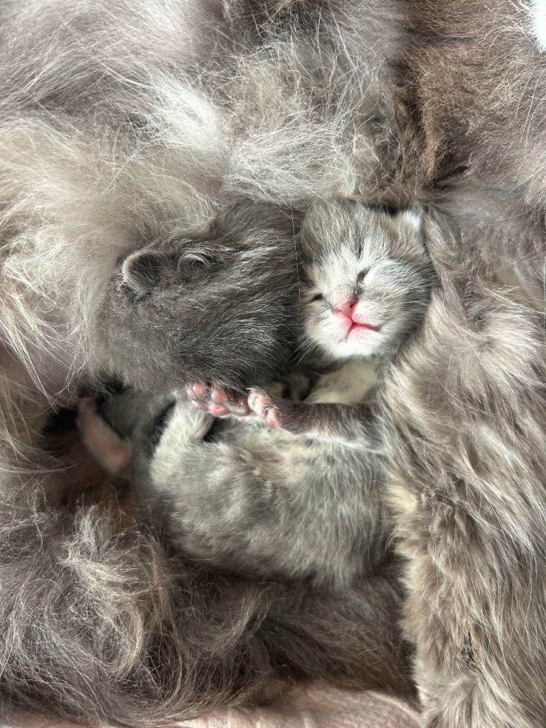 Mainecoon kittens FULL GREY COATS 