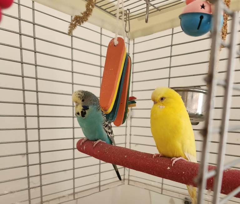 Male and female with cage