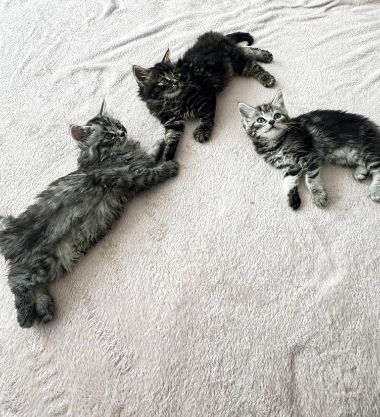 Kittens  British Longhair and An American Shorthair 
