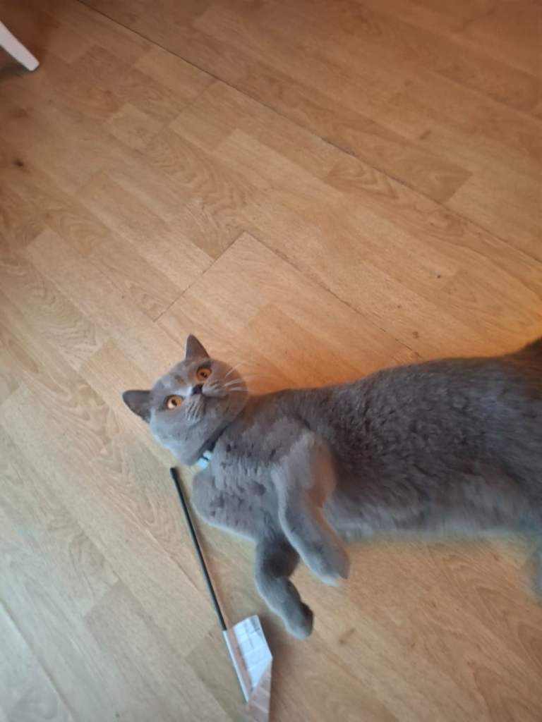 10mth British shorthair