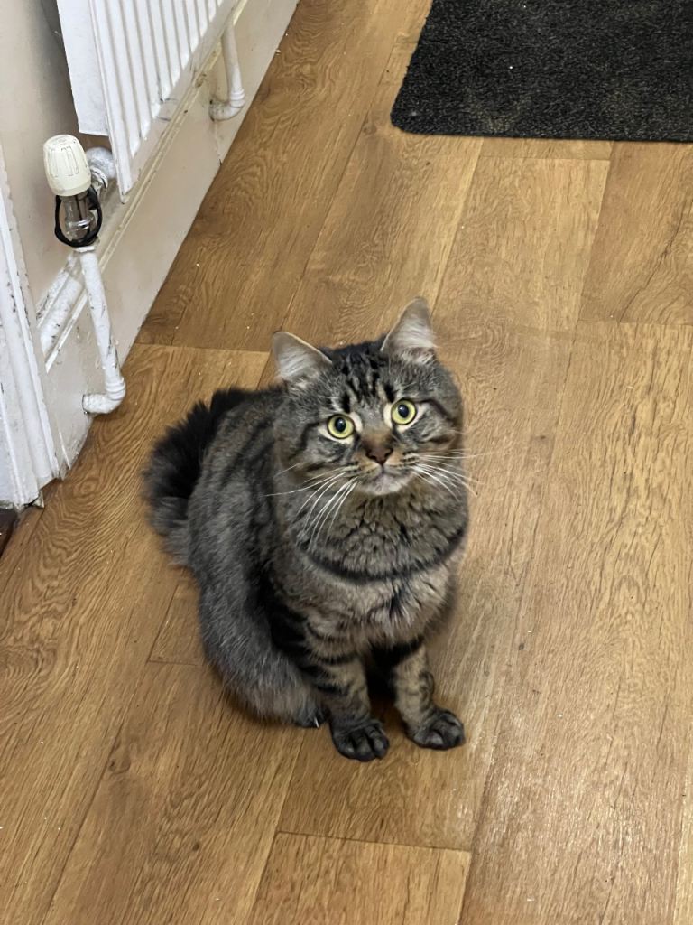 LOOKING FOR A FOREVER HOME - MEET BUBLY, THE MOST LOVING CAT YOU’LL EVER FIND 🐱