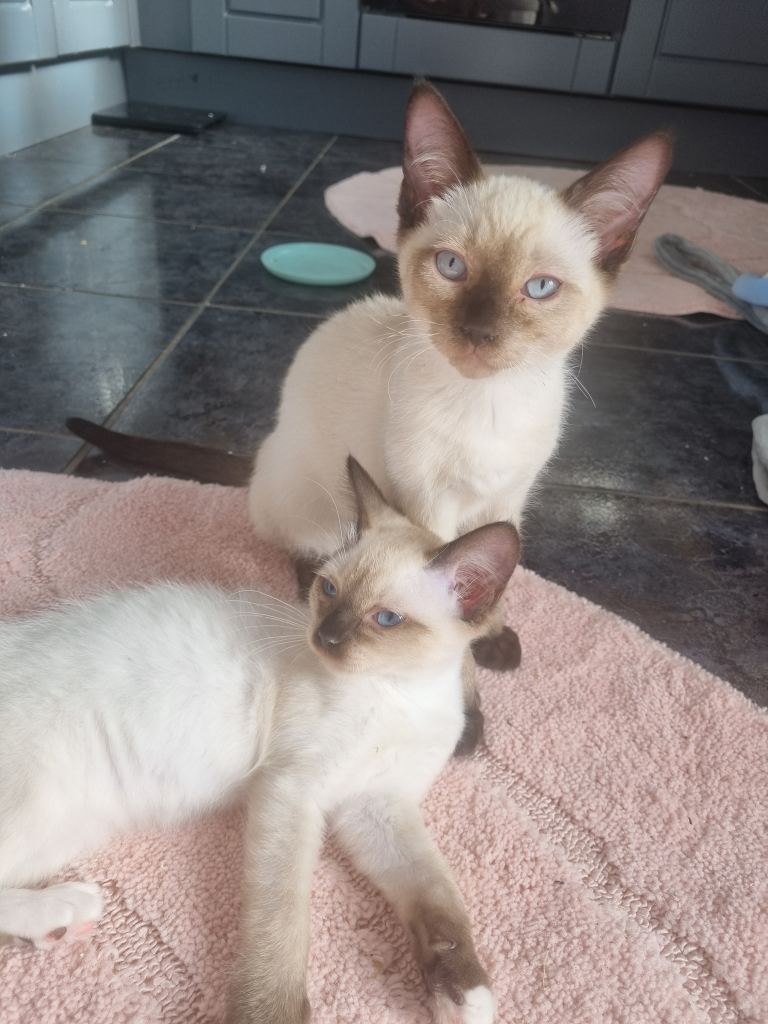 Beautiful siamese x ragdoll kittens 