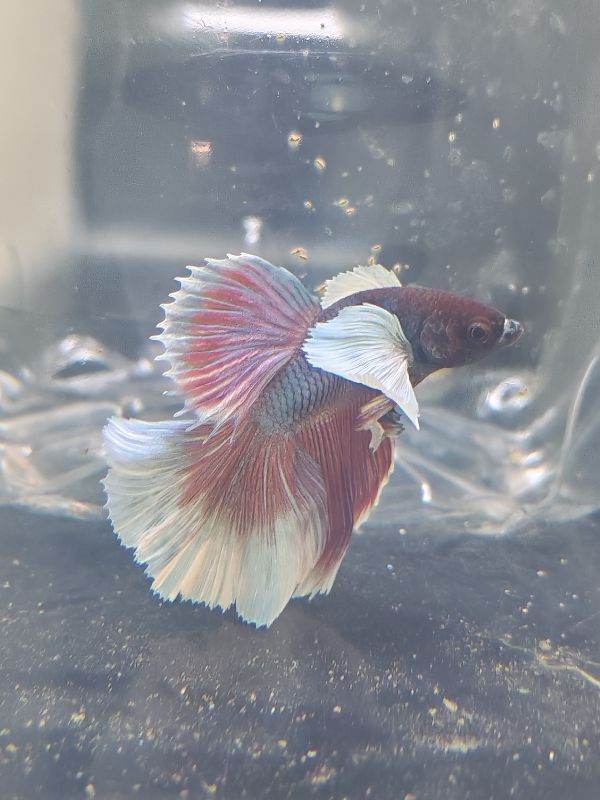 Mixed tropical fish
