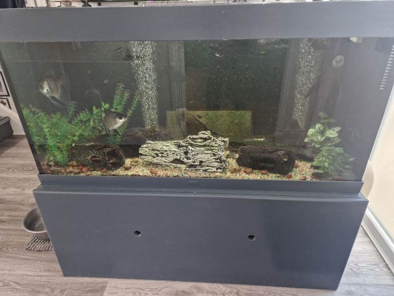 Tropical fish tank and all accessories 