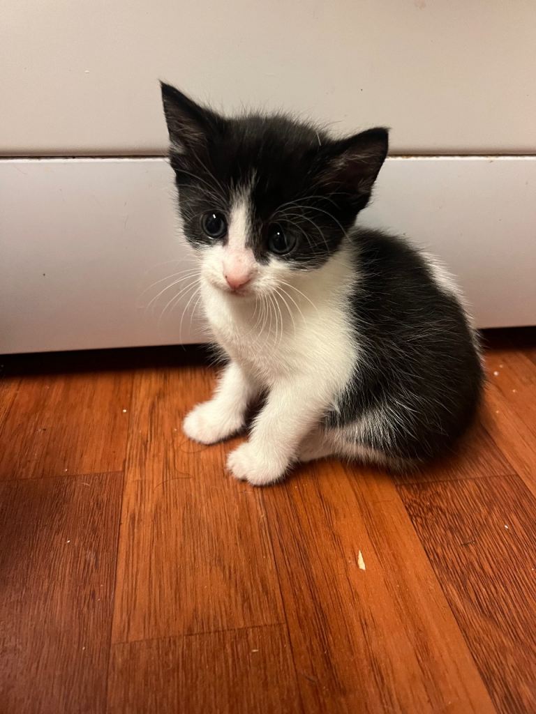 / Kitten for sale