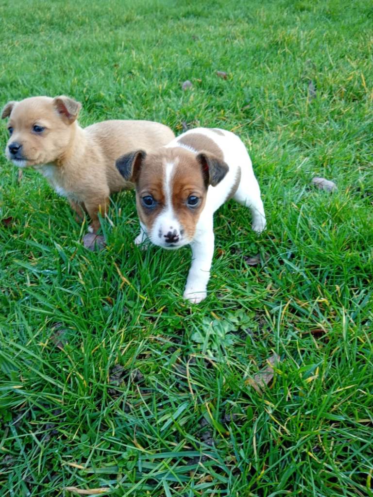Miniature Jack Russell puppies