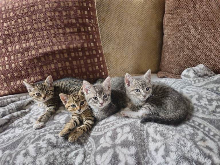 Grey, tabby and black white kittens ready to go