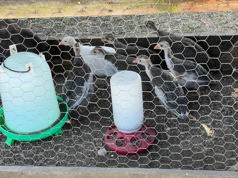 Guinea fowl keets for sale 